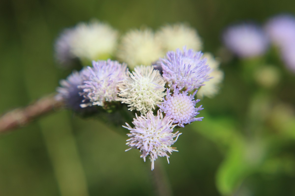 Ageratum conyzoides L.